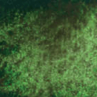 Green Apatite Genuine