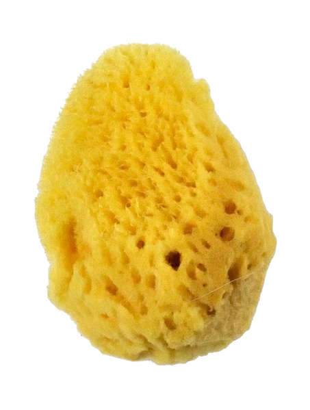 Sea Sponges Silk