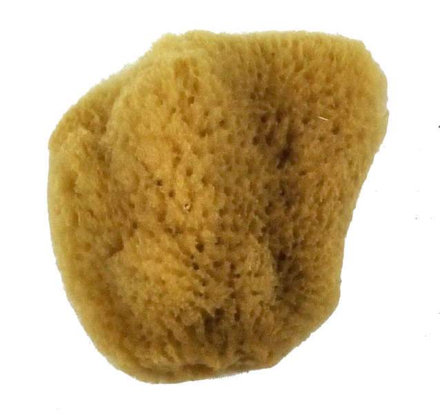 Sea Sponges Silk