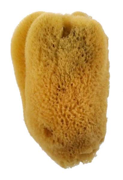 Sea Sponges Silk
