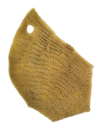 Sea Sponges Elephant Ear