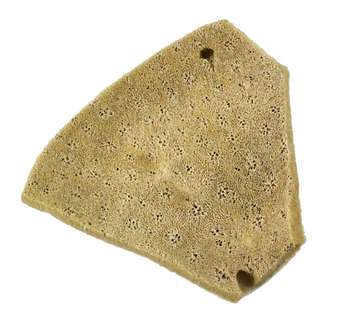 Sea Sponges Elephant Ear