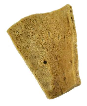 Sea Sponges Elephant Ear