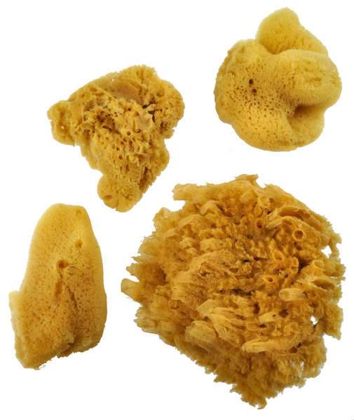 Sea Sponges Silk Set