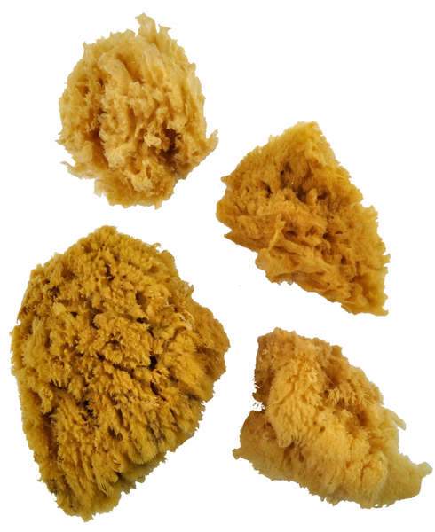 Sea Sponges Yellow Set