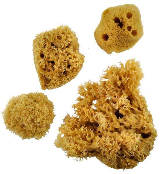 Sea Sponges Combo Set
